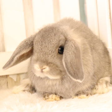 animal_image