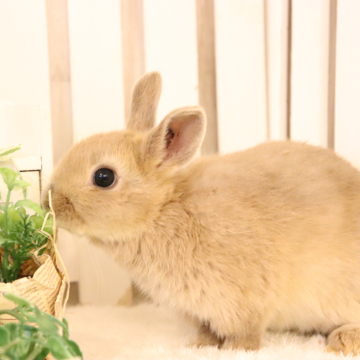 animal_image