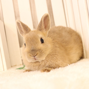 animal_image