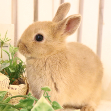 animal_image