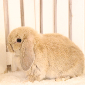 animal_image