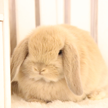 animal_image