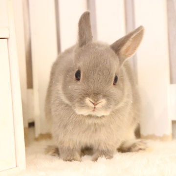 animal_image