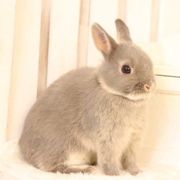 animal_image