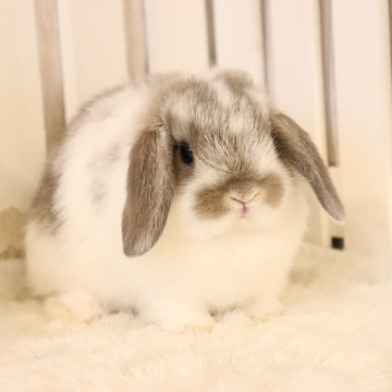 animal_image