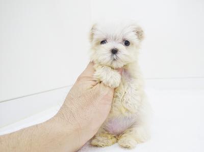 animal_image