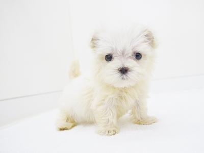 animal_image