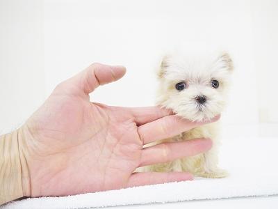 animal_image