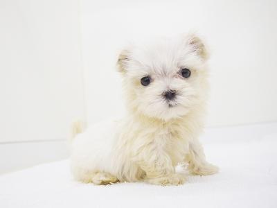 animal_image