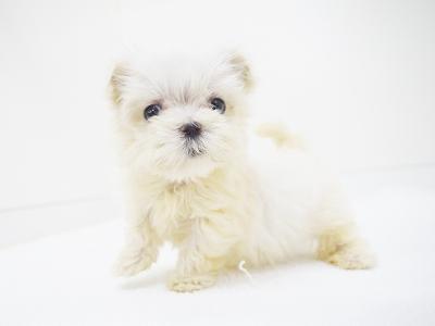 animal_image