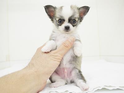 animal_image