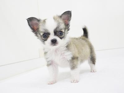 animal_image
