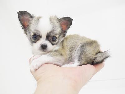 animal_image