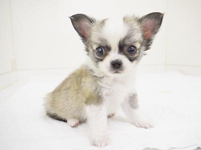 animal_image