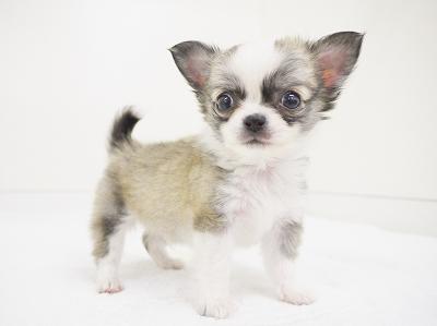 animal_image