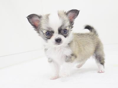 animal_image