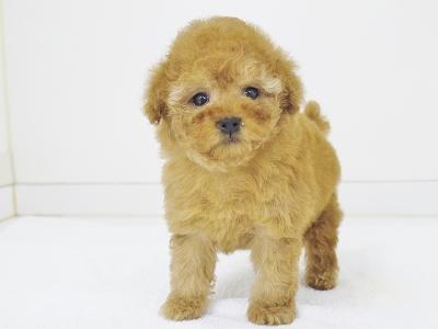animal_image