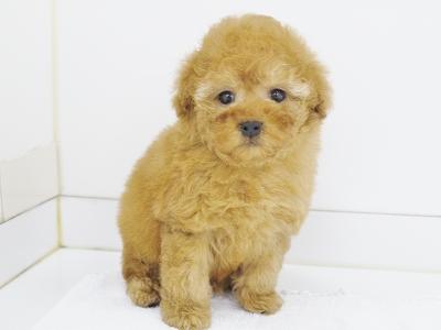 animal_image