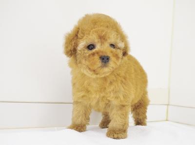 animal_image
