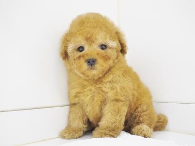animal_image