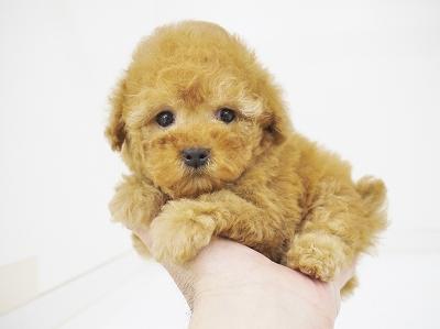 animal_image