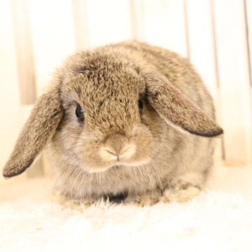animal_image