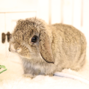 animal_image