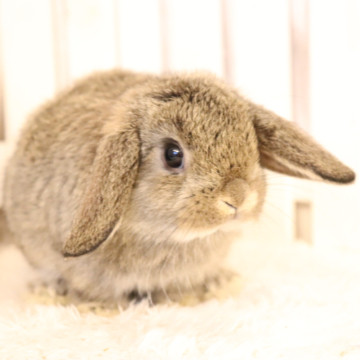 animal_image