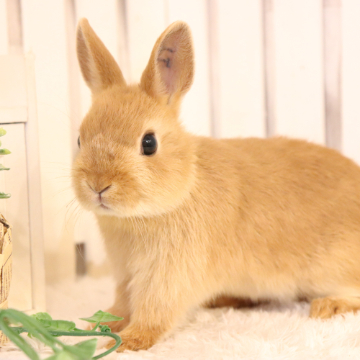 animal_image