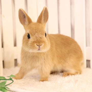 animal_image