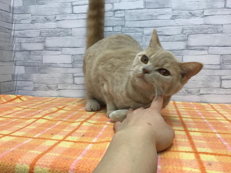 animal_image