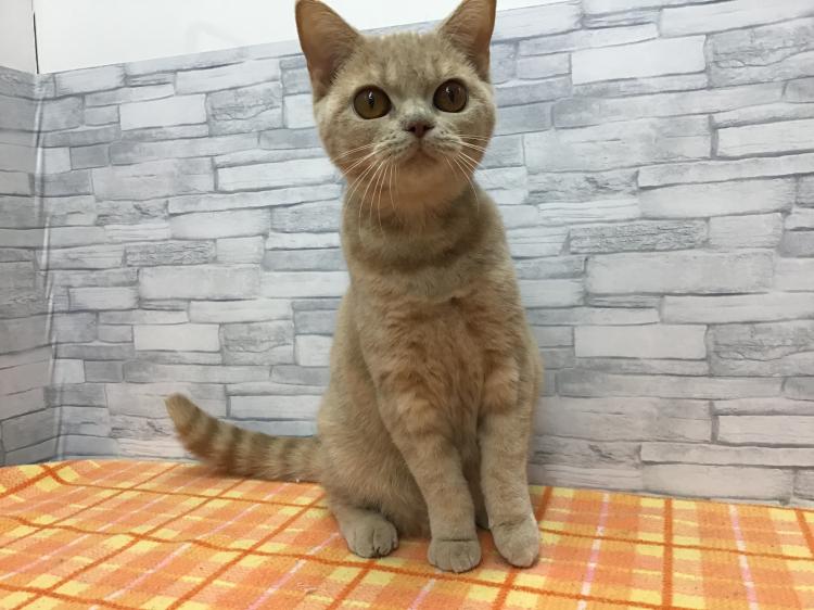 animal_image