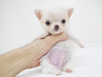animal_image