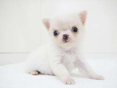 animal_image