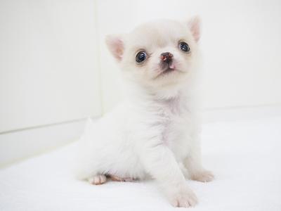 animal_image