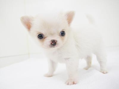 animal_image