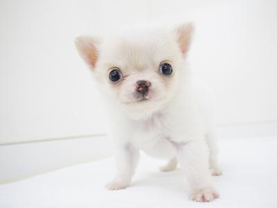 animal_image