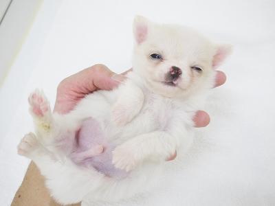 animal_image