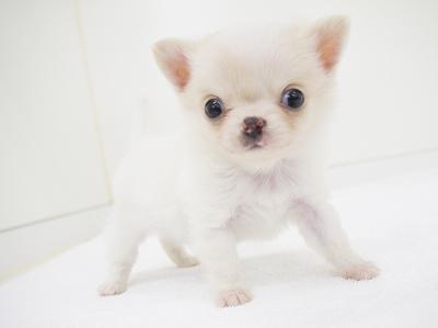 animal_image
