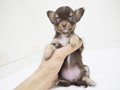 animal_image