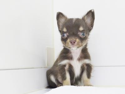 animal_image