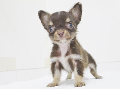 animal_image