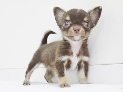 animal_image