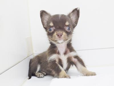animal_image