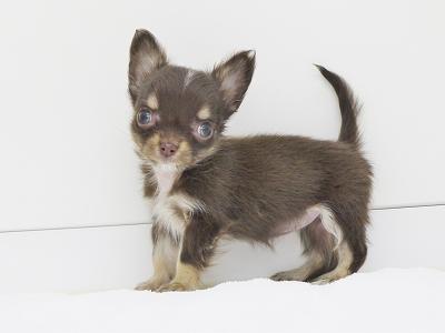 animal_image