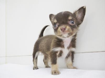 animal_image