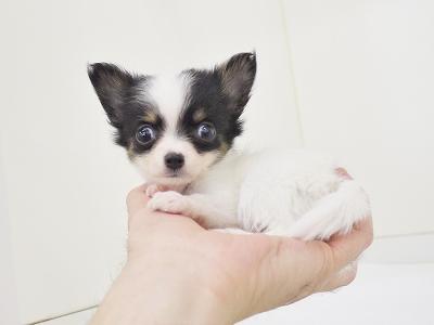 animal_image