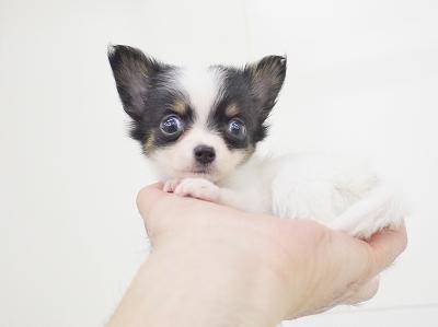 animal_image