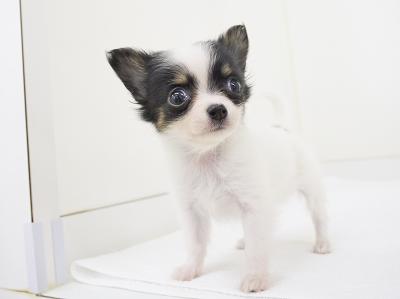 animal_image