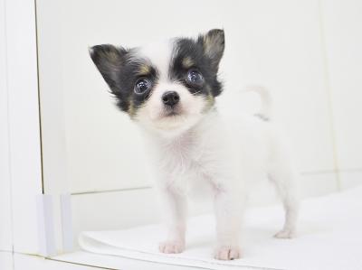 animal_image